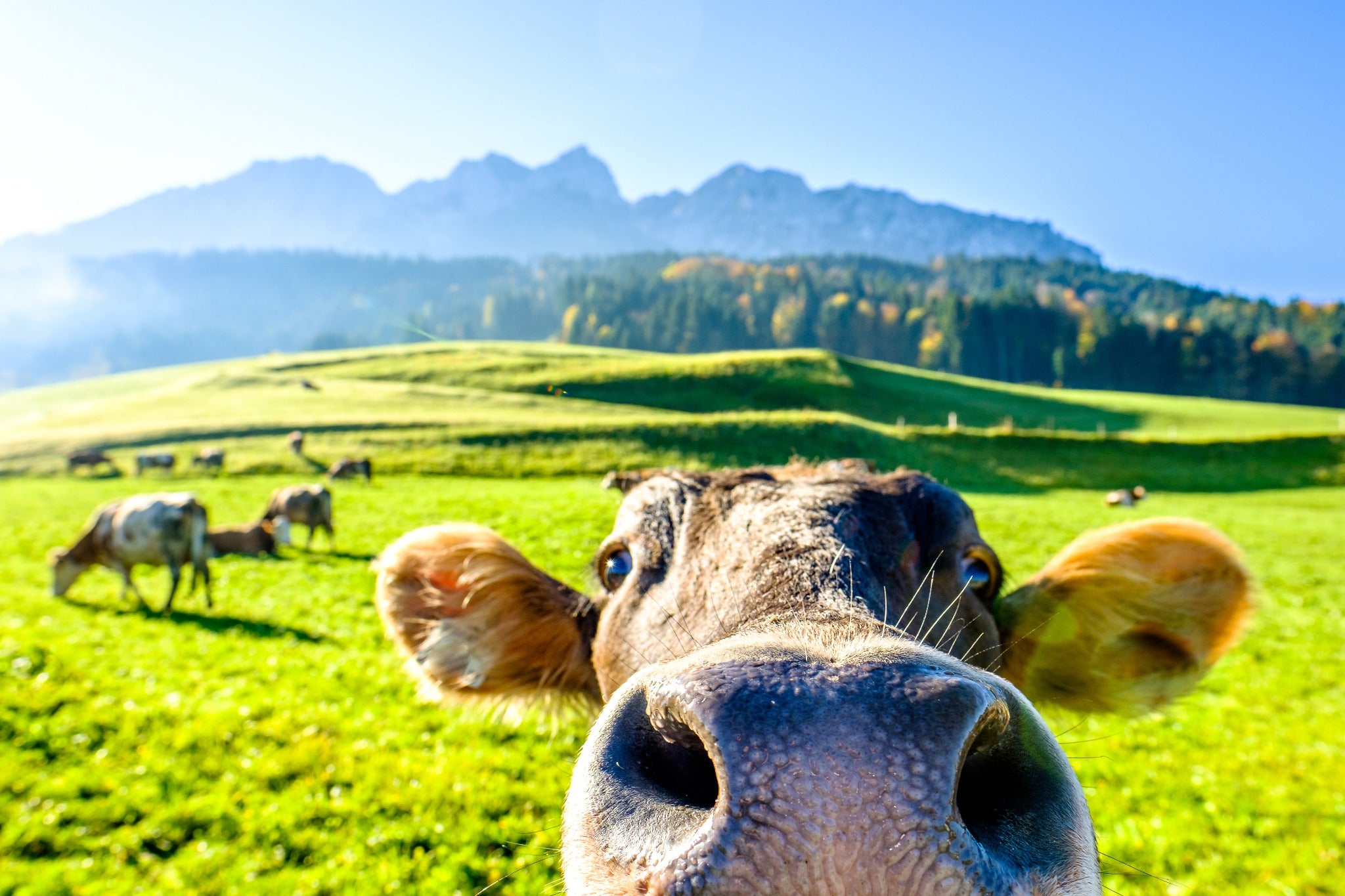 Close-up of a cow in a green pasture with rolling hills and mountains in the background.