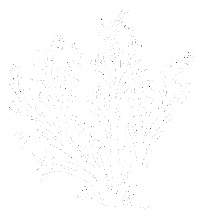 Illustration of a seaweed plant.